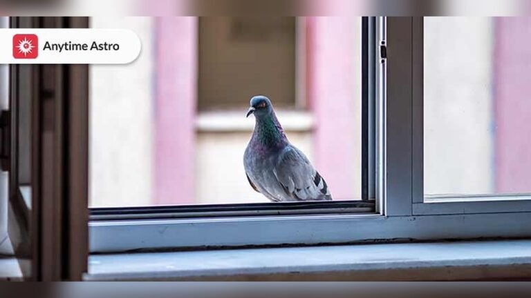 Bird Keeps Flying into Window Spiritual Meaning - nahnopenotquite.com