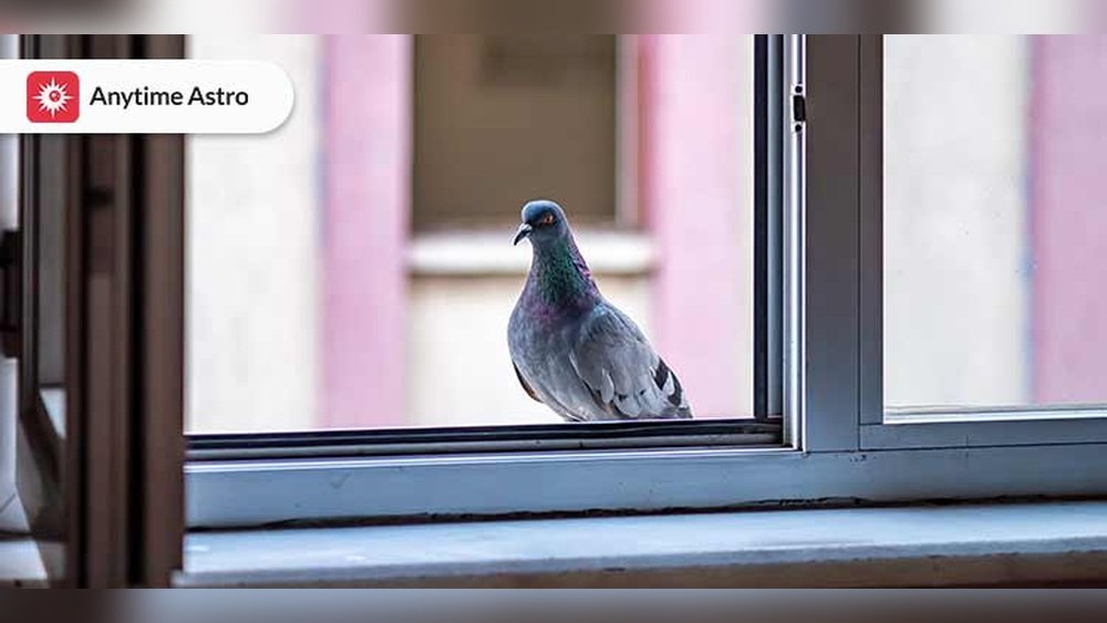 Bird Keeps Flying into Window Spiritual Meaning
