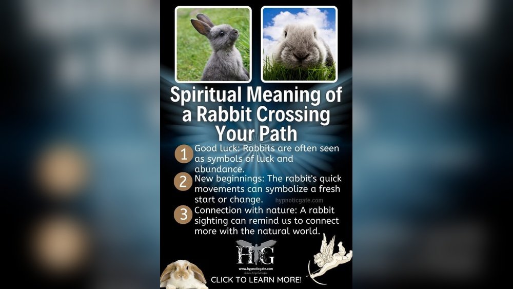 Spiritual Meaning Bunny Rabbit