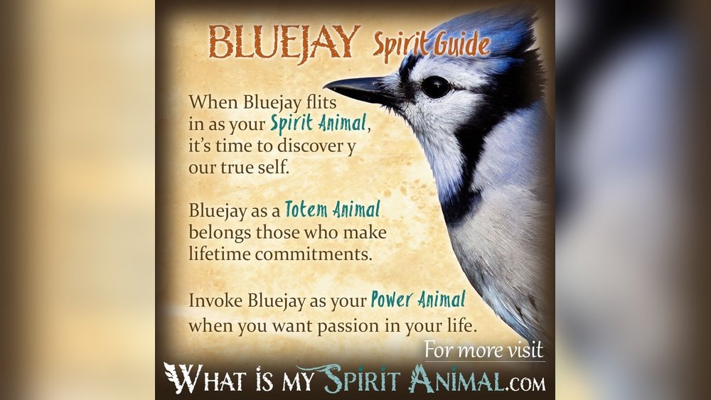 Spiritual Meaning of Blue Jay Birds