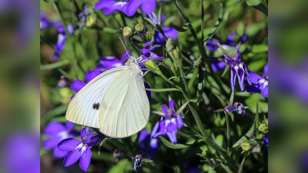 White Butterfly Spiritual Meaning