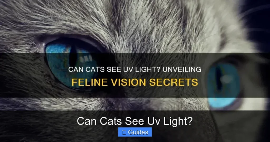 Can Cats See Uv Light?