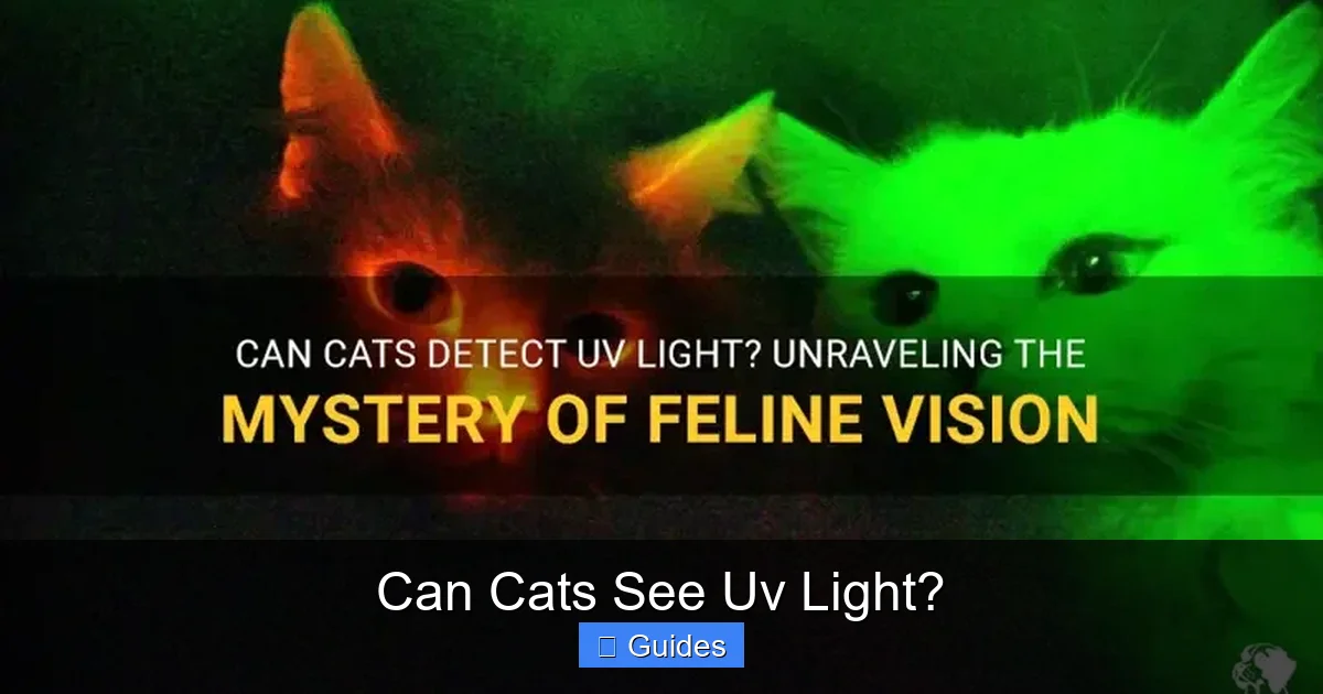 Can Cats See Uv Light?