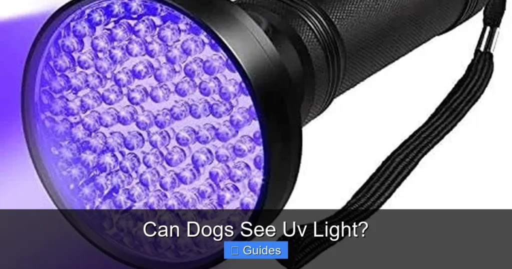 Can Dogs See Uv Light?