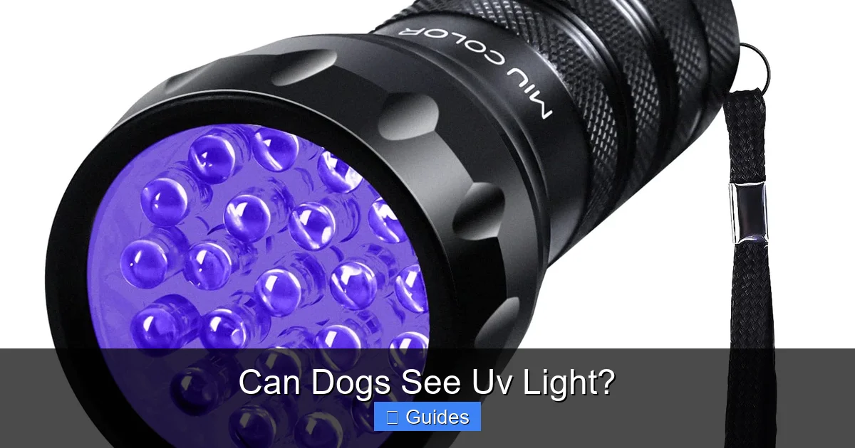 Can Dogs See Uv Light?