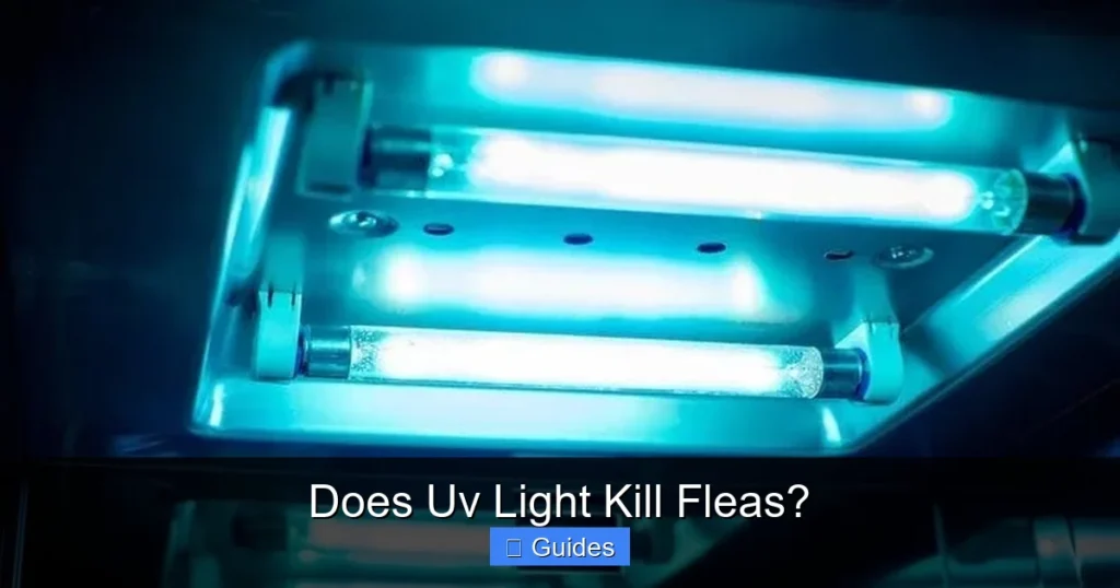 Does Uv Light Kill Fleas?