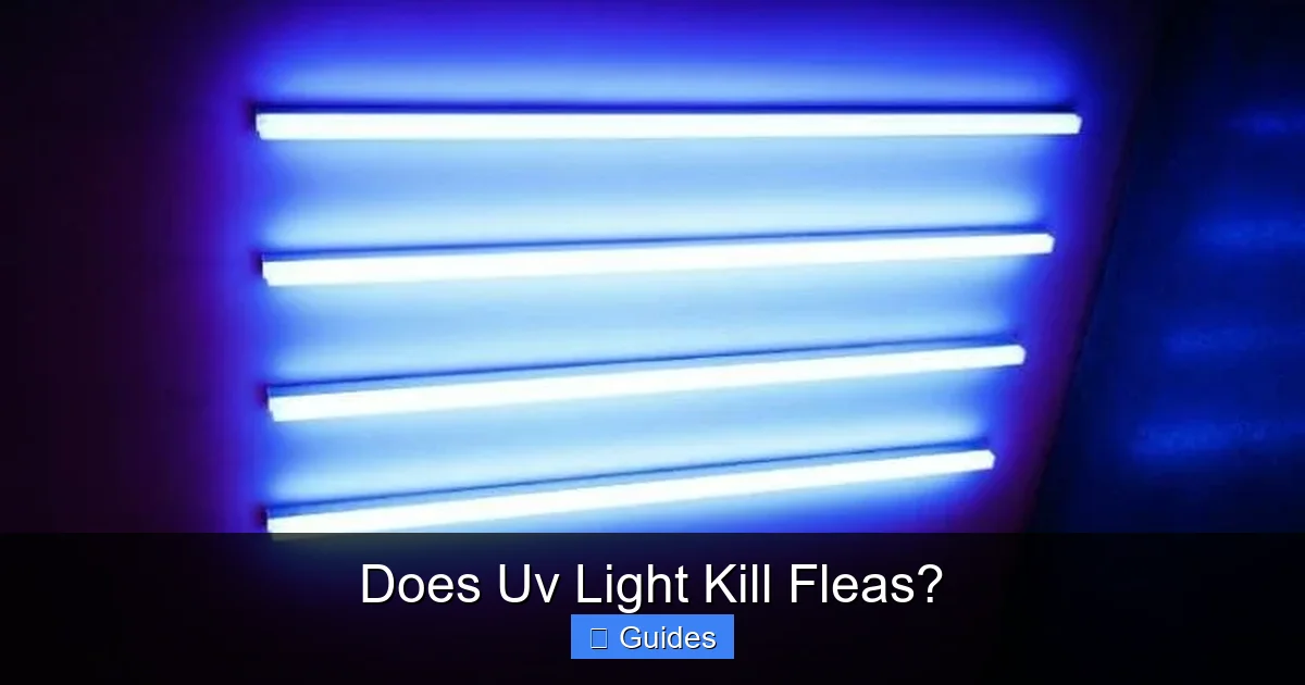 Does Uv Light Kill Fleas?