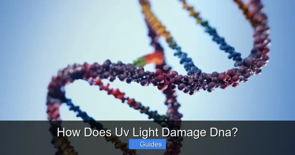 How Does Uv Light Damage Dna?