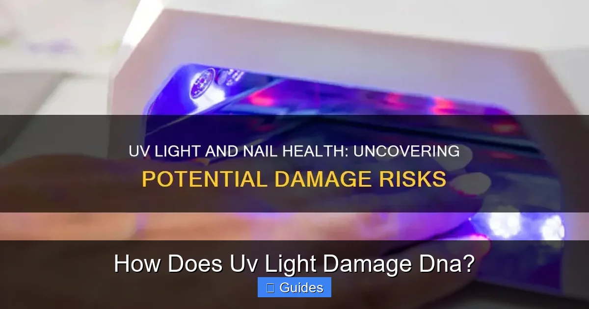 How Does Uv Light Damage Dna?