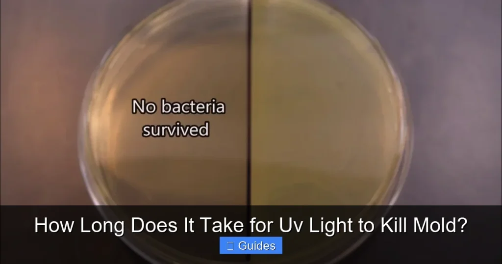How Long Does It Take for Uv Light to Kill Mold?