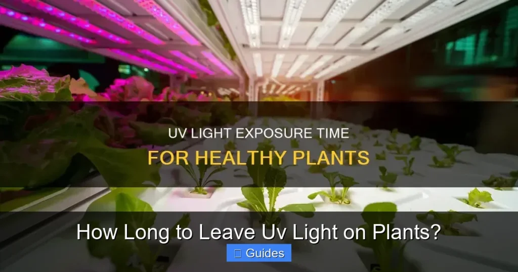 How Long to Leave Uv Light on Plants?