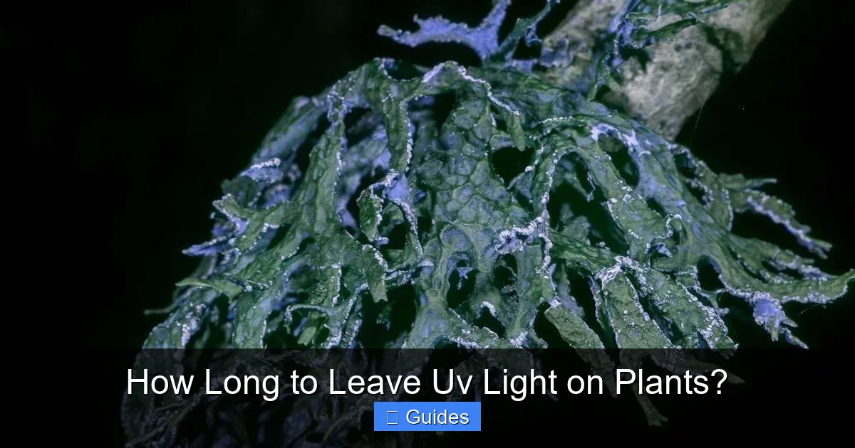 How Long to Leave Uv Light on Plants?