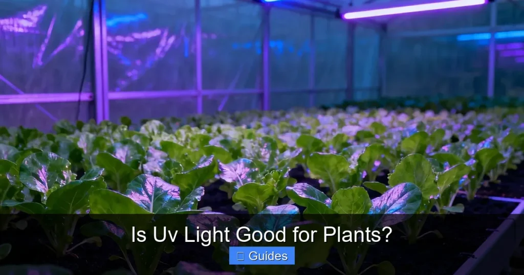 Is Uv Light Good for Plants?