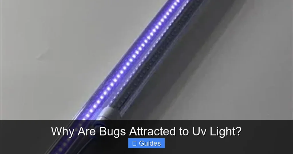Why Are Bugs Attracted to Uv Light?
